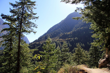 尼泊尔山区的脚和森林背景图片