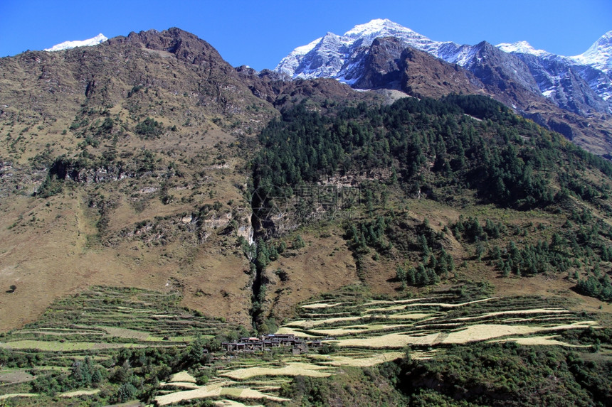 尼泊尔山区的田和农舍图片