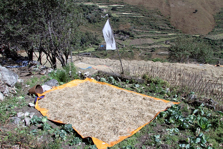 在尼泊尔村庄的田地上草图片