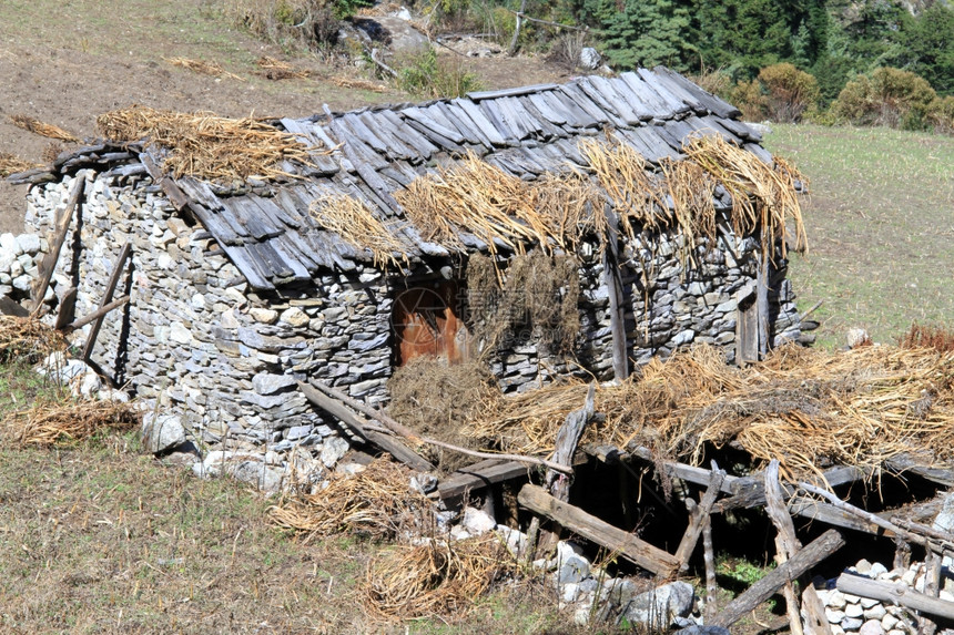 尼泊尔的旧农舍和收成图片