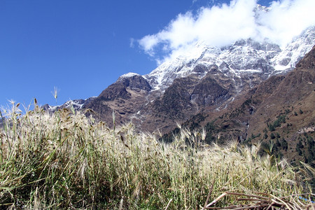 尼泊尔小麦田和雪山图片