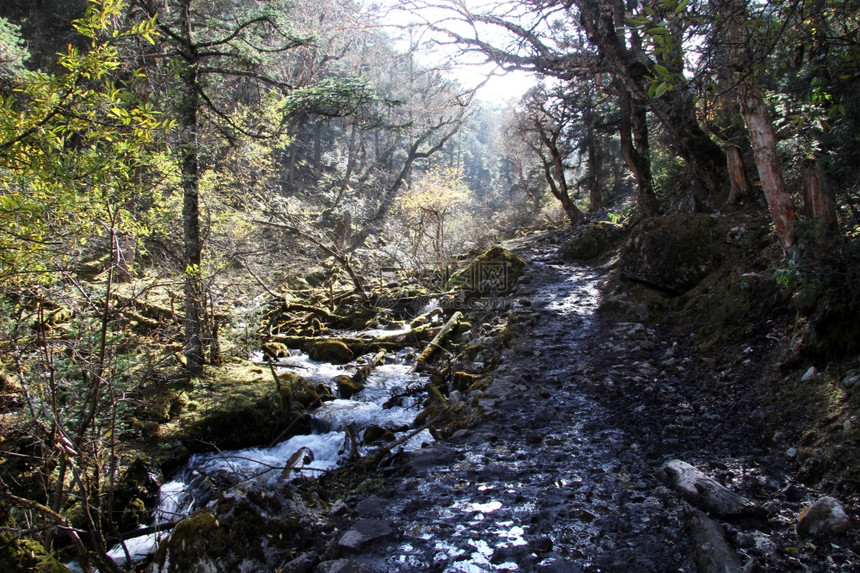 小河和干湿的泥土足迹在长谷的森林中图片