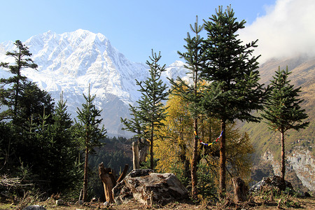 尼泊尔马纳斯卢黄绿松树和雪峰图片