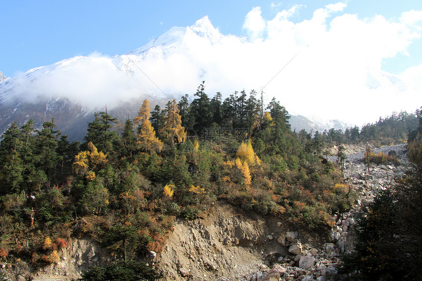 尼泊尔马纳斯卢的松树林和雪峰图片