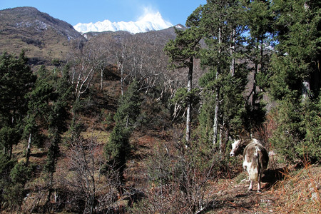 尼泊尔萨马戈翁附近山林中的牛图片