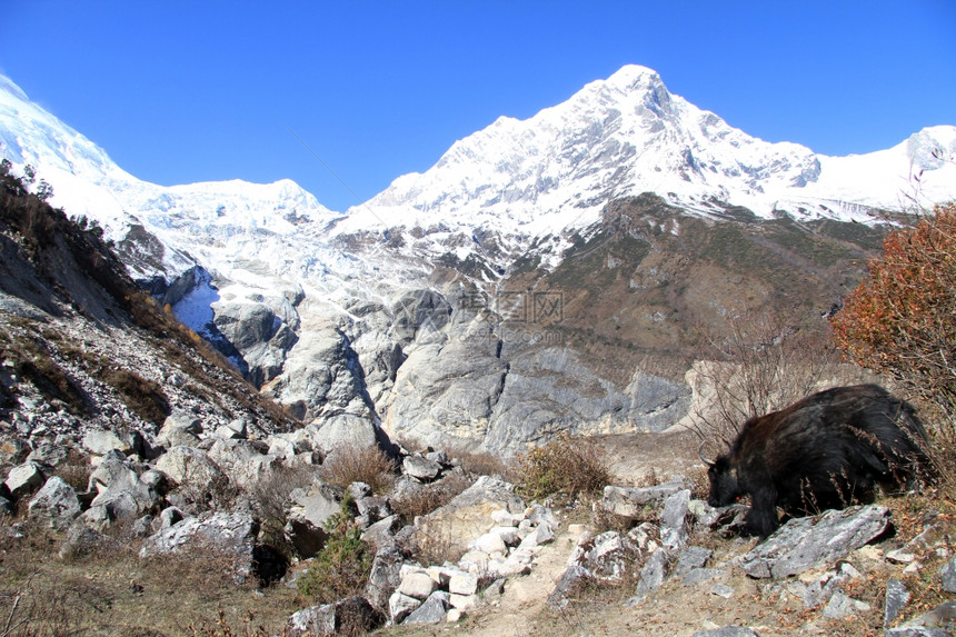 尼泊尔Samagoon附近的黑白和雪山图片