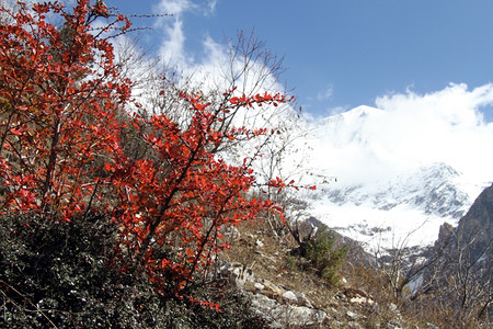 尼泊尔灌木丛中白雪和红叶图片