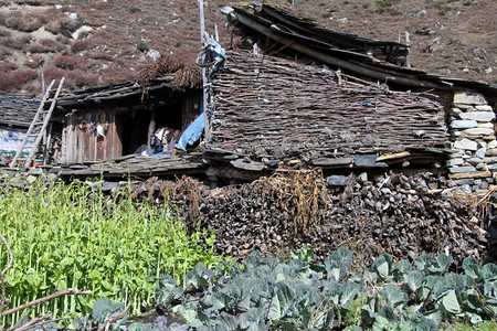 尼泊尔村石块农舍附近的绿草和出租车图片