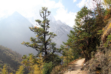 尼泊尔山坡上森林的足迹图片