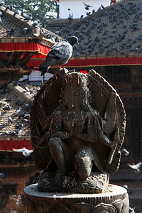 尼泊尔Khatmandu的Durbar广场雕像上一只鸽子图片