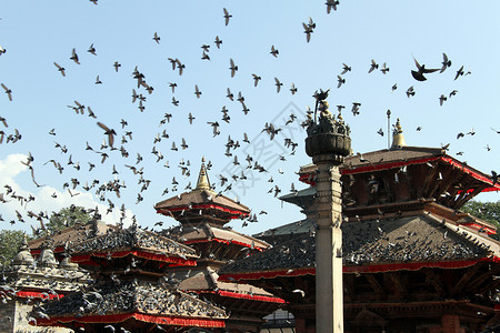 佛教鸽子素材尼泊尔Khatmandu许多鸟儿和寺庙屋顶背景