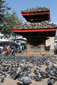 尼泊尔哈特曼杜杜杜巴尔广场上的鸟图片