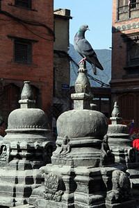 坐在尼泊尔加德满都黑色高塔顶端的白鸽子图片