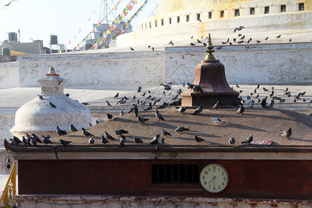 佛教鸽子素材在尼泊尔加德满都的StupaBodnath附近观望寺庙背景