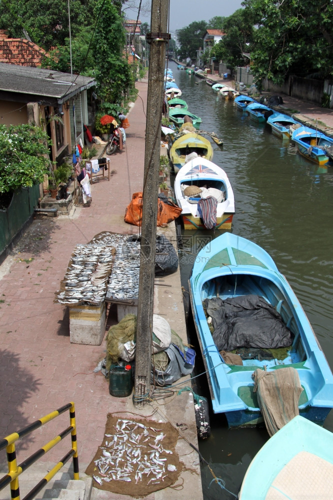 运河在斯里兰卡内贡博使用船只图片