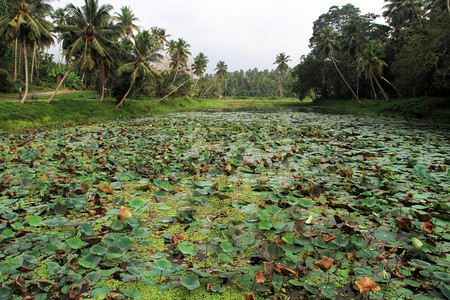 斯里兰卡的油粉和棕榈树图片