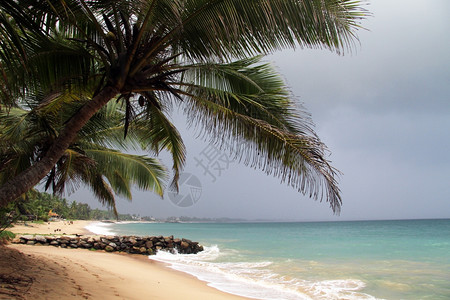 斯里兰卡坦噶勒海滩上的棕榈树图片