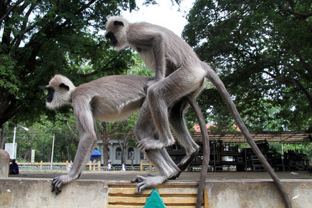 树旁公园的两只长尾大猴图片