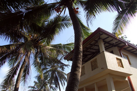 斯里兰卡的棕榈树和背景图片