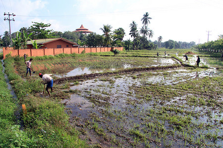 人们用水在稻田工作图片