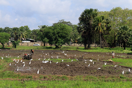 稻田鸟斯里兰卡树木附近的稻田拖拉机背景