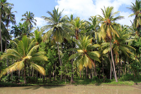 斯里兰卡水稻田附近的棕榈树图片