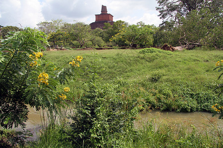 产树胶树Anuradhadhapura和河流的砖头达戈巴废墟背景