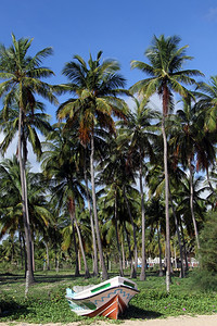 斯里兰卡尼拉韦利海滩的船和椰子树种植高清图片
