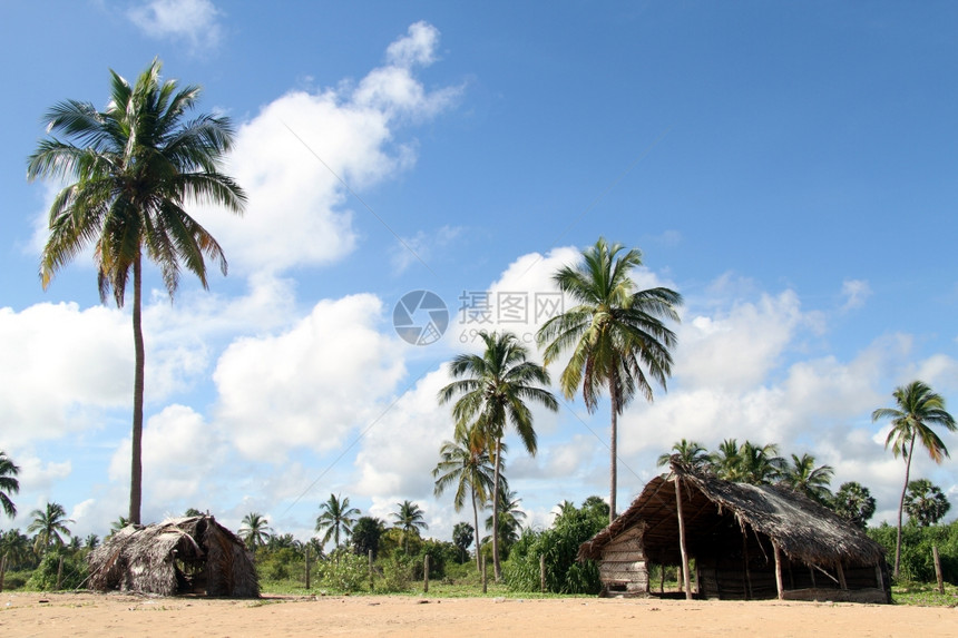 斯里兰卡乌韦利海滩上的棕榈树和小屋图片