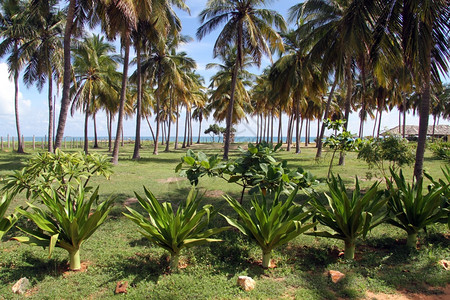草丛中椰子树在斯里兰卡尼拉韦利海滩种植椰子树背景
