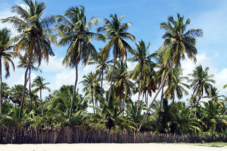 斯里兰卡乌韦利海滩椰子棕榈树高清图片