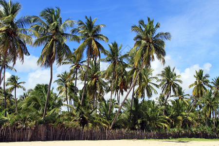 斯里兰卡乌韦利海滩椰子棕榈树高清图片