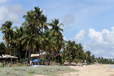 斯里兰卡乌韦利海滩上的棕榈树高清图片