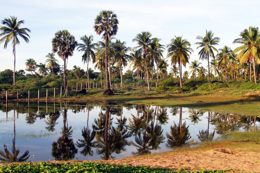 斯里兰卡尼拉韦利靠近水的棕榈树图片
