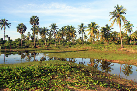 斯里兰卡尼拉韦利海滩附近的绿草和棕榈树高清图片