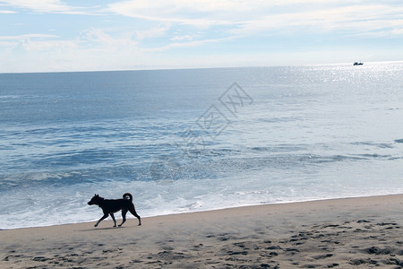 斯里兰卡Arugam湾沙滩上的狗图片