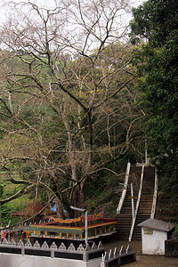 斯里兰卡班达拉韦附近Dhoha寺的神圣佛教树高清图片