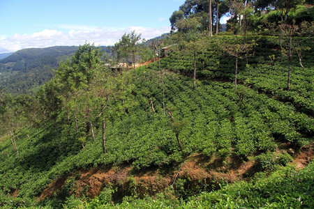 斯里兰卡Haputale附近斜坡上的茶叶种植园图片