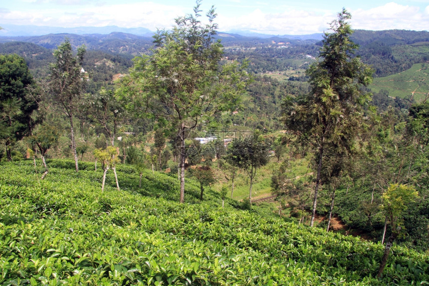 斯里兰卡哈普塔勒附近有树木的茶叶种植园图片