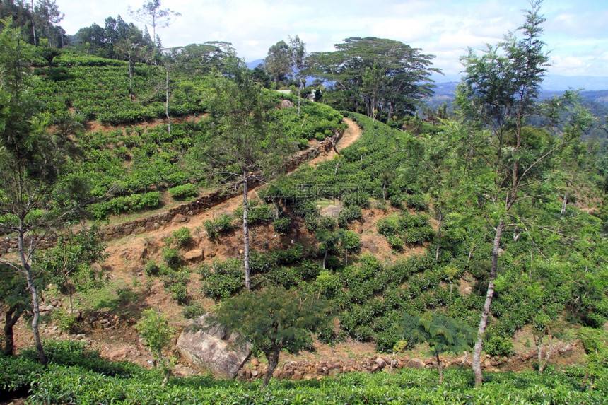 斯里兰卡哈普塔勒附近有树木的茶叶种植园图片