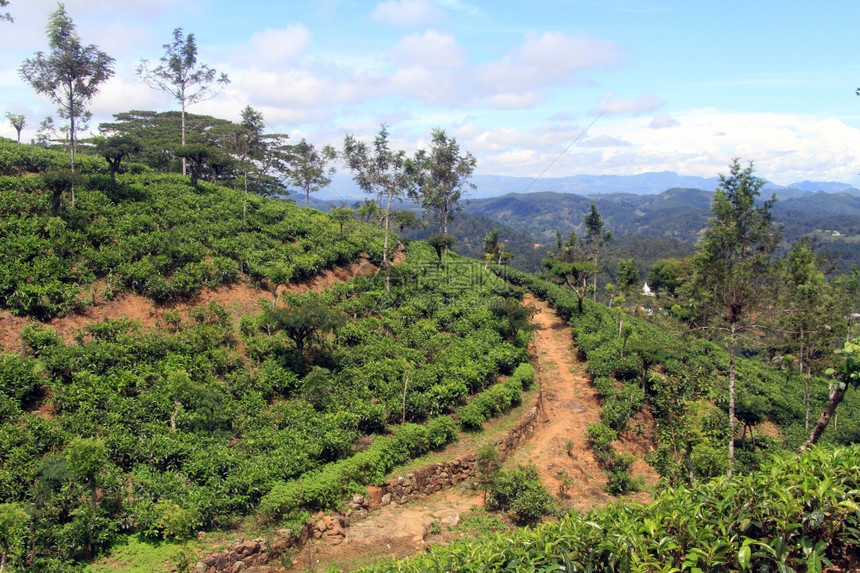 斯里兰卡Haputale附近的泥土路和茶叶种植园图片
