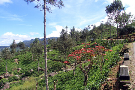 道路和茶叶种植园图片