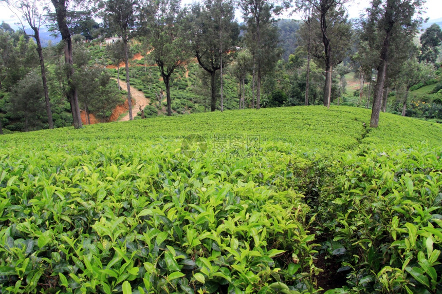 斯里兰卡哈普塔勒附近有树木的茶叶种植园图片