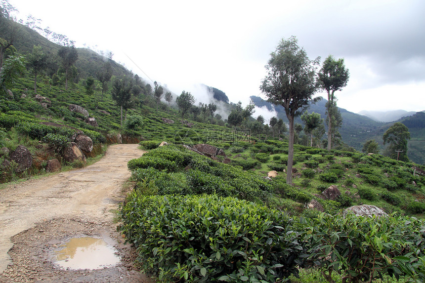 斯里兰卡Haputale附近的茶叶种植园和泥土路暴雨图片
