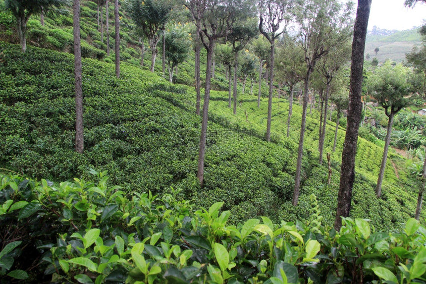 斯里兰卡哈普塔勒附近有树木的茶叶种植园图片