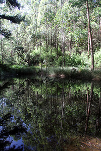 斯里兰卡霍顿平原公园森林中的小湖图片