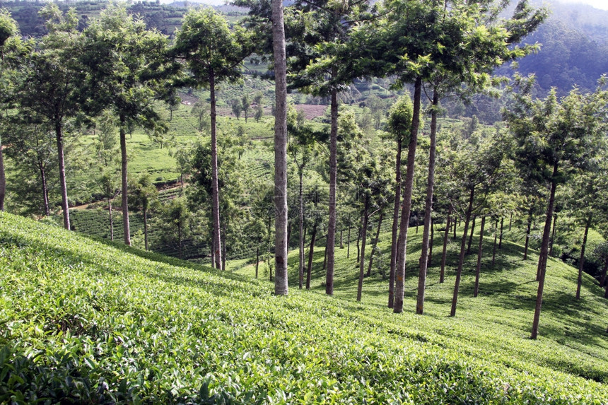 斯里兰卡NuwaraEliya附近的茶叶种植园图片