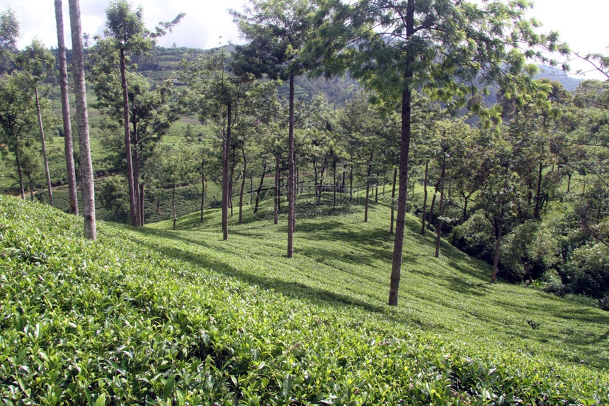 斯里兰卡NuwaraEliya附近的茶叶种植园图片