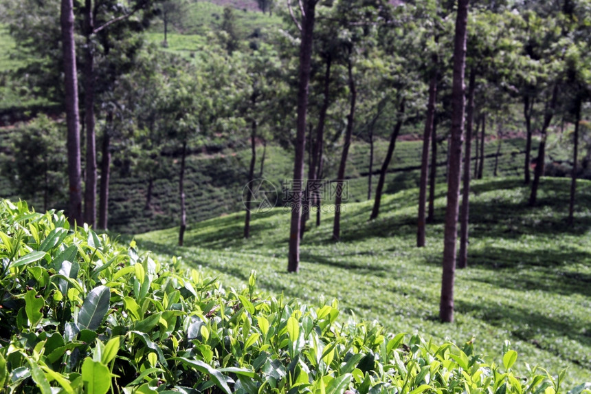 斯里兰卡NuwaraEliya附近的茶叶种植园图片
