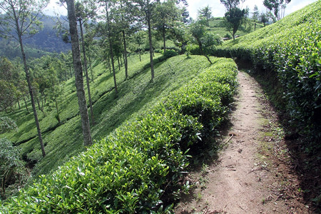 伊利亚斯里兰卡NuwaraEliya附近的脚和茶叶种植园背景